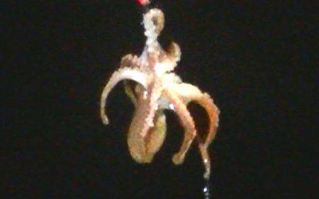 石津浜ではアオリイカ、湾内ではタコ多数とコウイカが釣れました